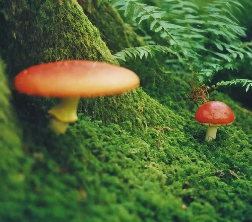 Exploring the Fascinating World of Mycology: Tools and Tips for Beginners