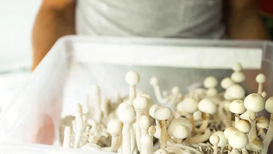 No Prep, No Problem: A Guide to Using Our Refill Kits