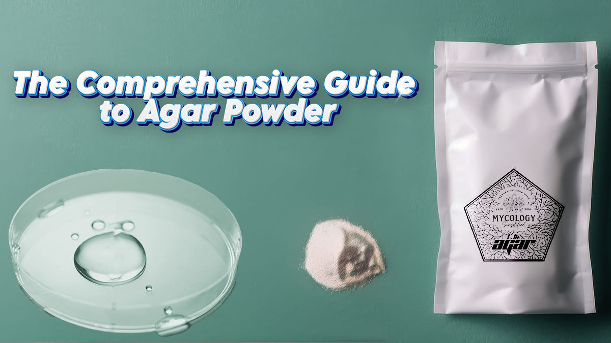 The Comprehensive Guide to Agar Powder: History, Cultivation, Processi ...