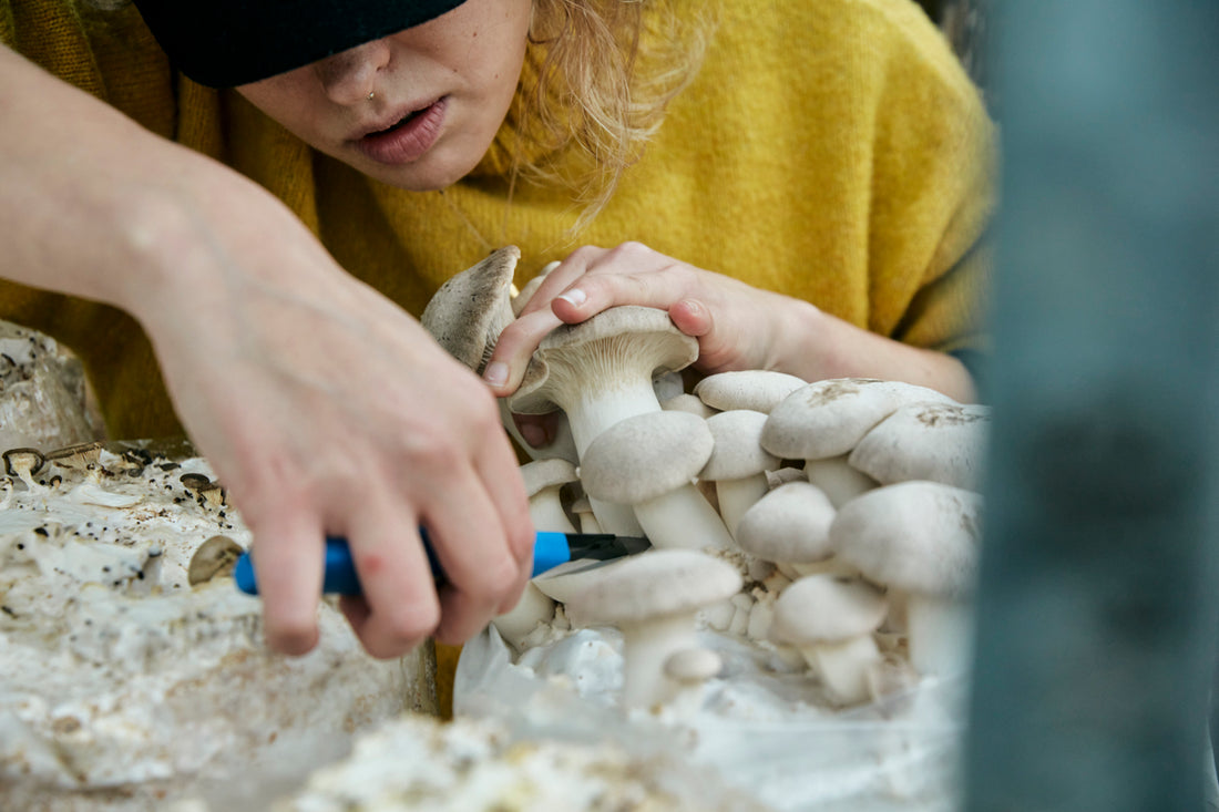 Introduction to home mycology: What it is and why it matters.