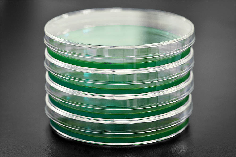 MEA Agar - Mycologysimplified