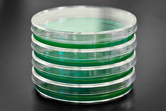 MEA Agar for Fungi Culturing – Sterile, High-Quality Malt Extract Agar