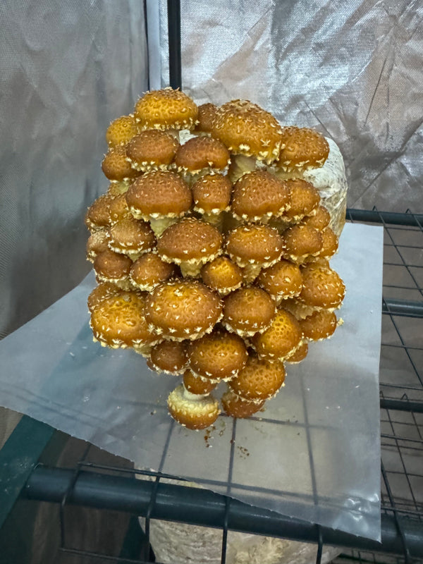 Masters Mix Substrate - Premium Blend for Gourmet Mushrooms