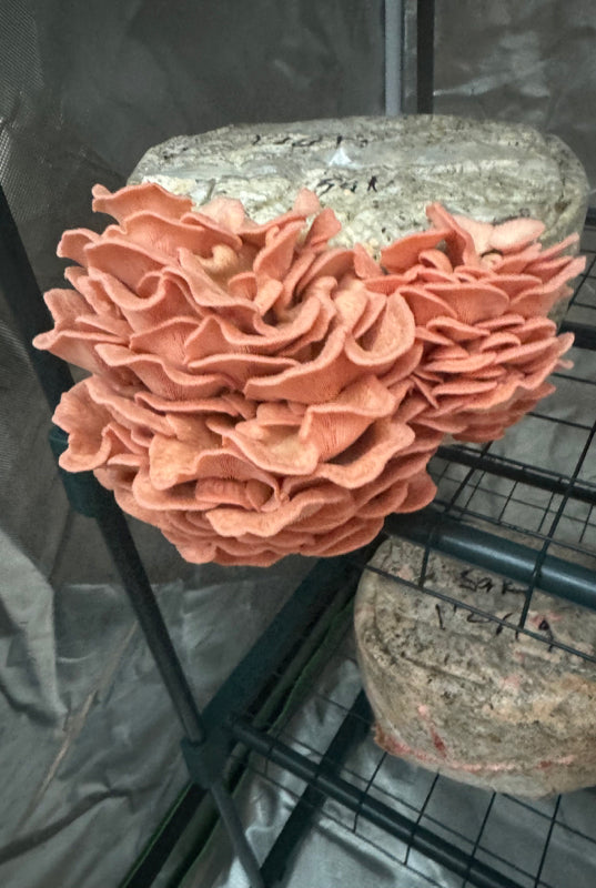 Masters Mix Substrate - Premium Blend for Gourmet Mushrooms