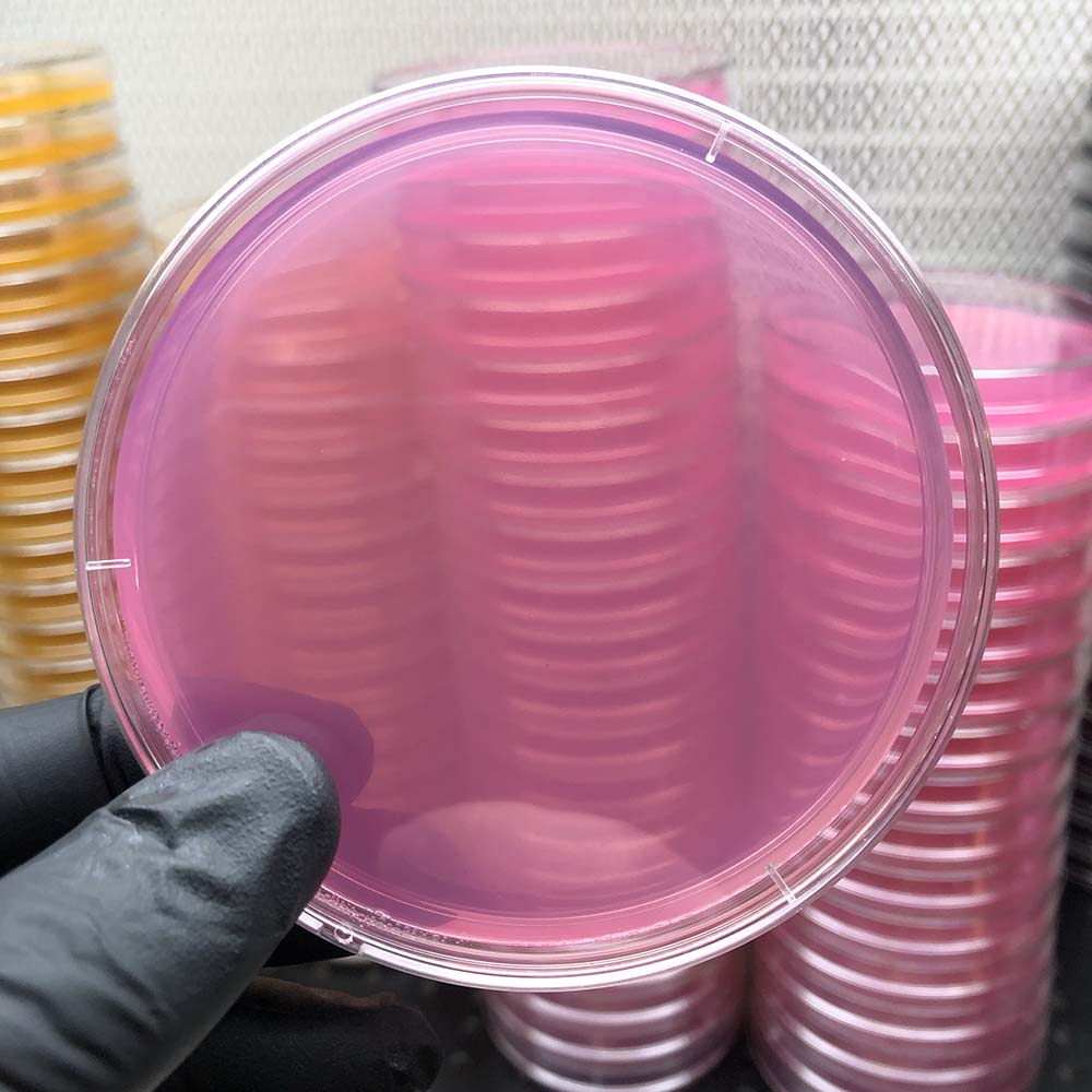 Low nutrient spore starter Agar - Mycologysimplified