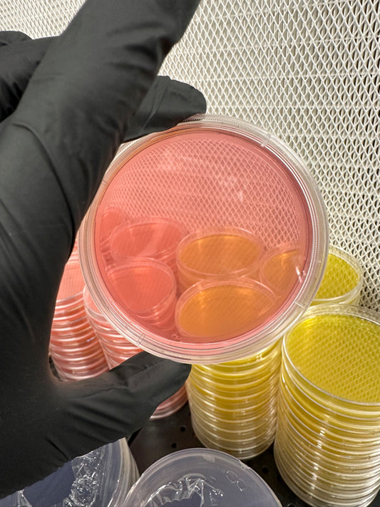 Pre Poured Sorghum Yeast Agar for Fungi Culturing – Sterile, High-Quality Sorghum Yeast Agar