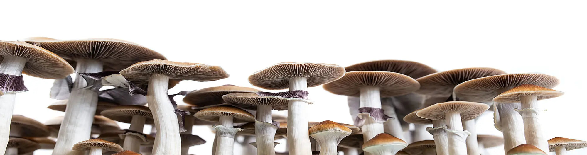 New banner, mushrooms on white