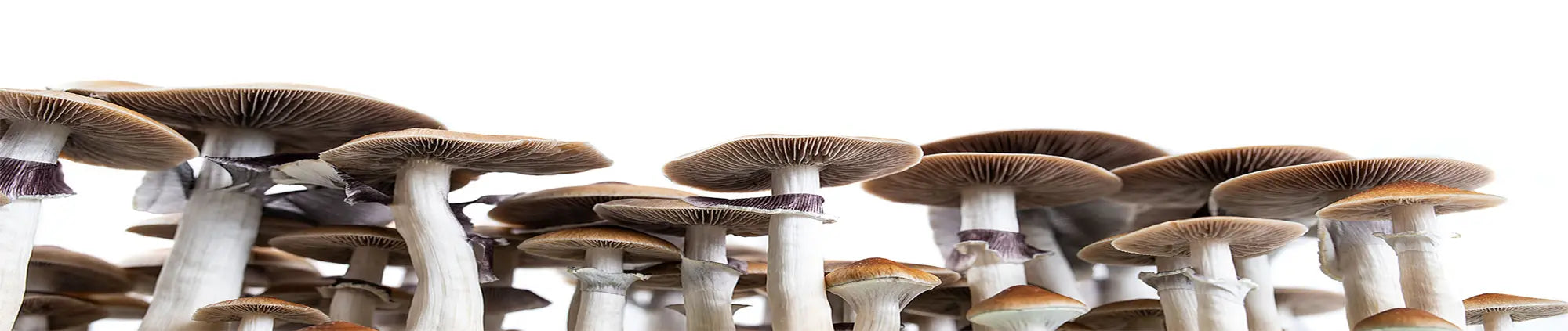 Extra wide mushroom image on white