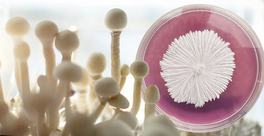 Boosting Your Mushroom Growth: The Benefits of Agar