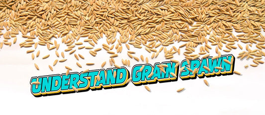 Understand Grain Spawn: Choosing the correct grains for your mushroom journey