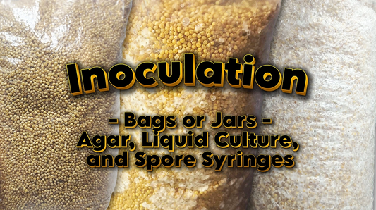 Inoculating Grain Spawn Bags and Jars: Agar, Liquid Culture, and Spore Syringes