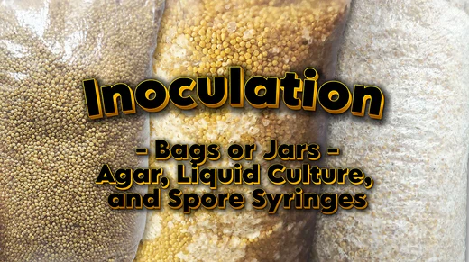 Inoculating Grain Spawn: Agar, Liquid Culture & Spore Syringes ...