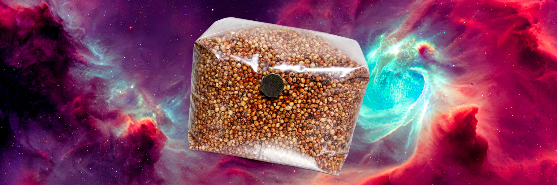 7 Common Grain Spawn Mistakes and How to Avoid Them for Better Mushroom ...