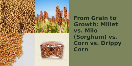 From Grain to Growth: Millet vs. Milo (Sorghum) vs. Corn vs. Drippy Corn