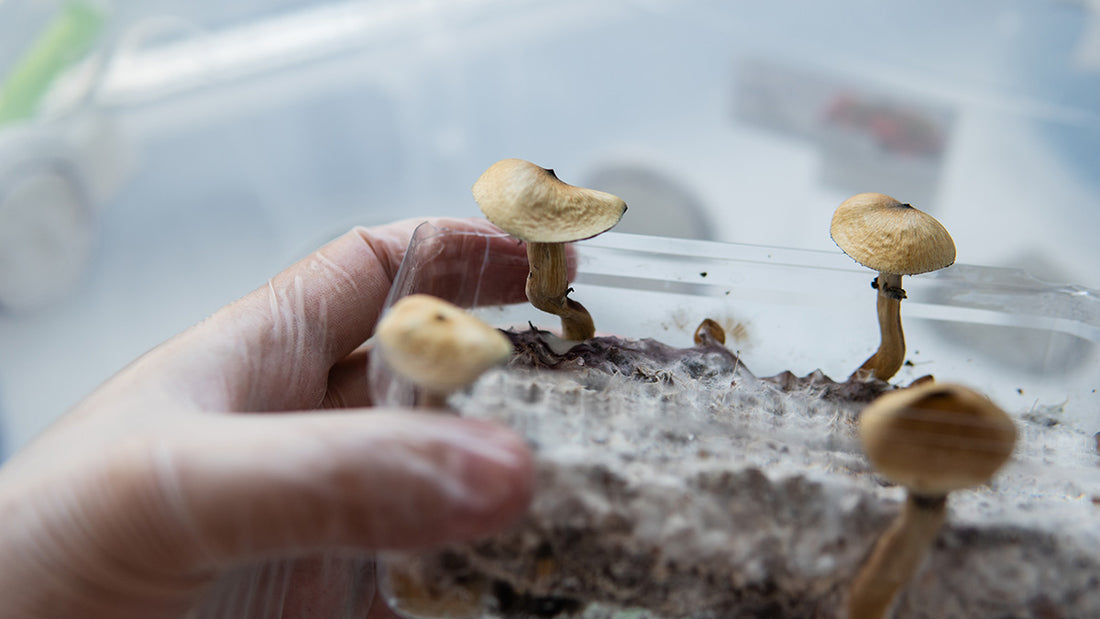 The Essential Guide to Starting Your Home Mushroom Cultivation: Must-Have Items and Equipment
