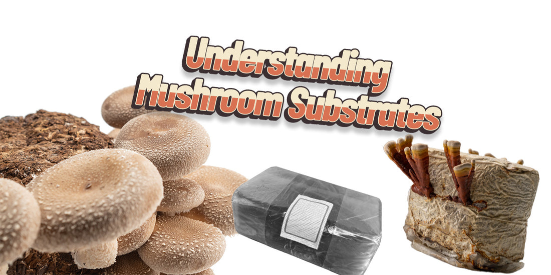 Understanding Mushroom Substrates: From Masters Mix to CVG