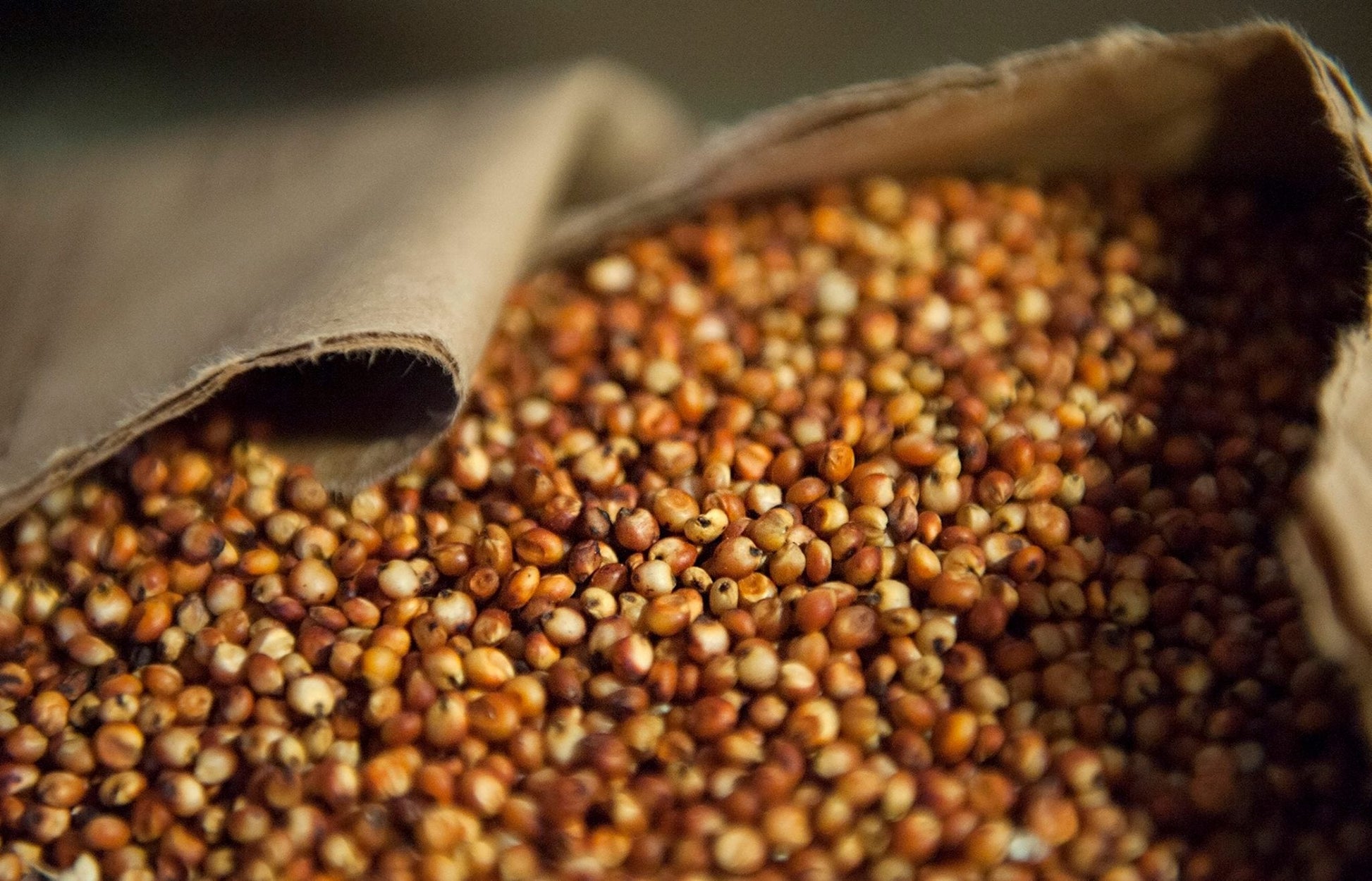 Close-up of hydrated milo sorghum kernels inside a sterile mushroom grain spawn bag