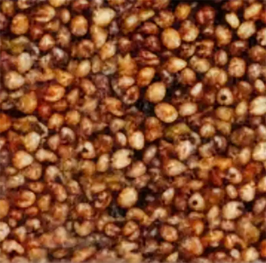 Close-up of brown and beige quinoa seeds