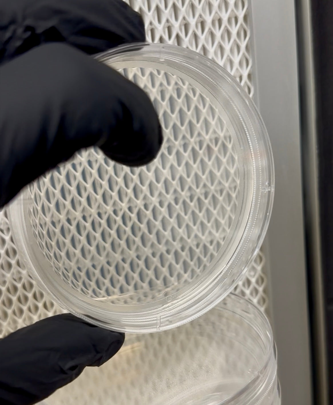 Clear agar dish