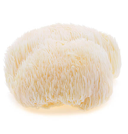 Lion's Mane Mushroom- Tincture 
