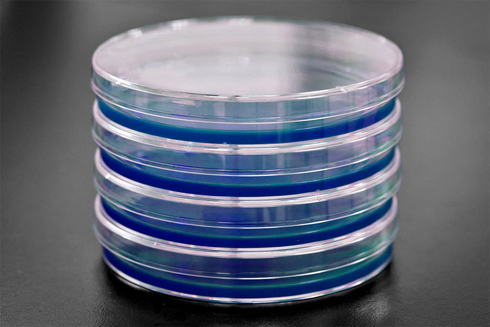 Pepton Plate MYPA Agar Plates – Pre-Poured Malt-Yeast-Peptone for Fungal Cultures ...