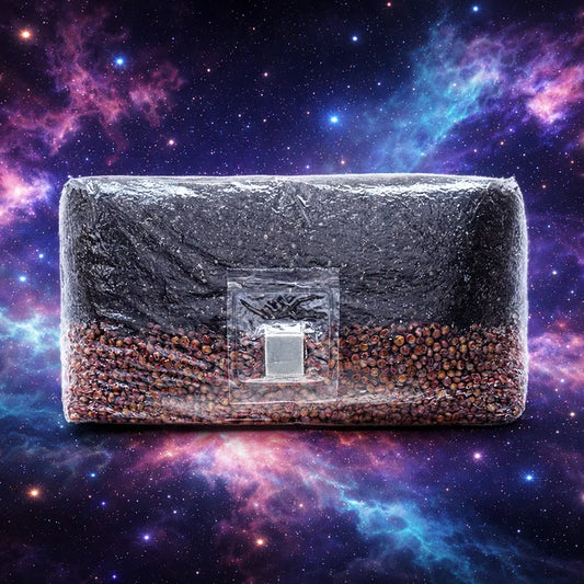 5 lb All-In-One Mushroom Grow Bag | Sterilized Grain + Substrate