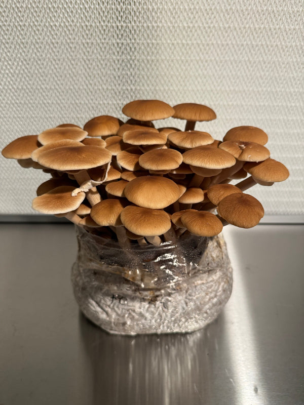 Masters Mix Substrate - Premium Blend for Gourmet Mushrooms 