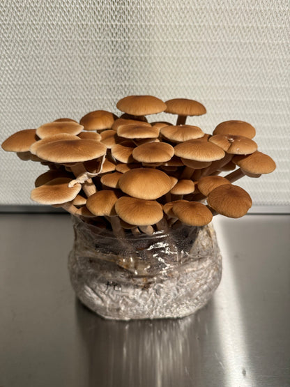 Masters Mix Substrate - Premium Blend for Gourmet Mushrooms 