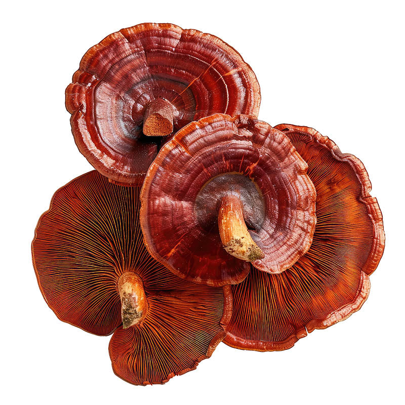 Reishi Mushroom- Tincture 