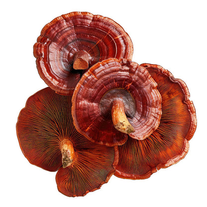 Reishi Mushroom- Tincture 