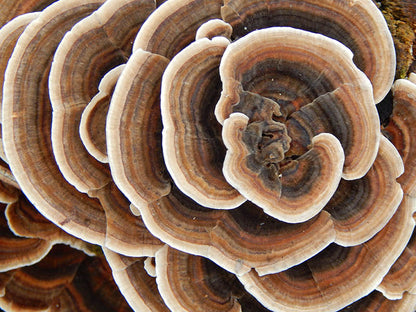 Turkey Tail Mushroom - Tincture