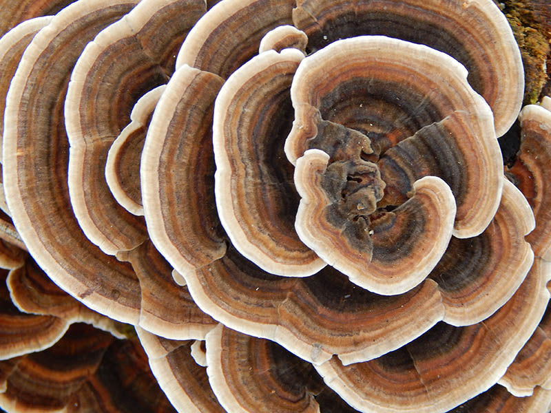 Turkey Tail Mushroom - Tincture 